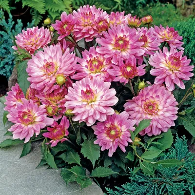Immagine prodotto di Dalia decorativa Gallery Bellini 1 pz. Dalia piantine piantina tuberi grandi