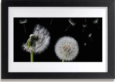 Produktbild von Bild 30x20 MDF-Rahmen Wandkunst Löwenzahn