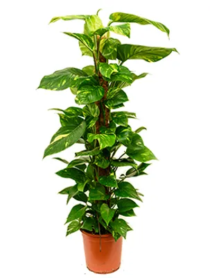 Obrázek produktu pro Gardners Epipremnum aureum s kokosovou vzpěrou, průměr 17-19 cm