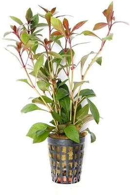 Produktbild von Ludwigia repens Rubin Ludwigie Rubin Aquariumpflanzen