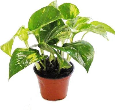 Produktbild von Efeutute - Scindapsus - Epipremnum - 12cm Topf - Zimmerpflanze