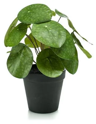 Productafbeelding van Pilea bush 22 cm/17lvs in black pot Emerald