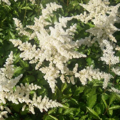 Immagine prodotto di 6 x Astilbe  - Astilbe arendsii 'Brautschleier'  | Vaso 9 cm x 9 cm