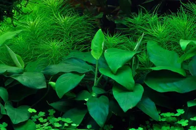 Produktbild von Aquarium Pflanze Anubias barteri nana Tropica Nr.101 TC in Vitro 1-2 Grow
