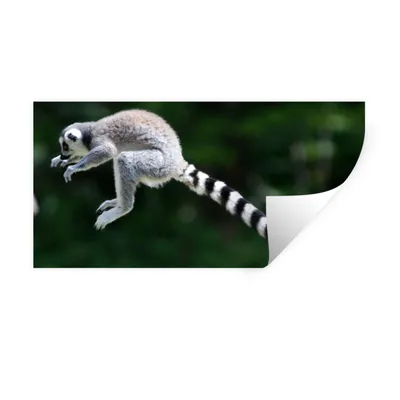 Produktbild von MuchoWow® Wandtattoo Wandsticker Wandaufkleber Affe - Ringschwanzlemur - Wald 40x20 cm Selbstklebend und Repositionierbar - Aufkleber