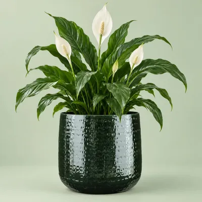 Produktbild von Mica Decorations Pflanzentopf - Keramik - grun - 32 x 30 cm
