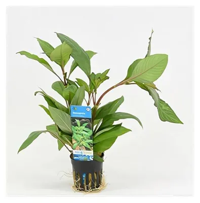 Productafbeelding van Moerings Nomaphila Siamensis in 5 cm pot