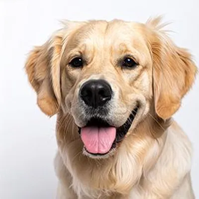 Produktbild von Duftbaum Golden Retriever