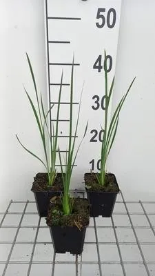 Produktbild von 6 x  Dierama pulcherrimum 'Album' - Dierama - Topf 9 x 9 cm