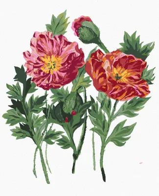 Produktbild von Zuty - Malen nach Zahlen - MOHNBLUMEN (ALEXANDRIA GILBERT), 40x50 cm, mit Keilrahmen (bereits gespannt)