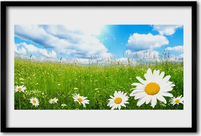 Produktbild von Bild 60x40 MDF-Rahmen Wandkunst Daisy Grass Nature