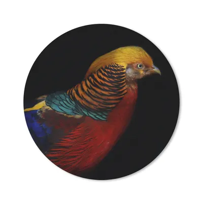 Produktbild von MuchoWow® Mauspad Mousepad Vogel - Federn - Schwarz - Porträt 20x20 cm - Mousepads - Maus Mat - Pad - Mausunterlage - Schreibtischmatte