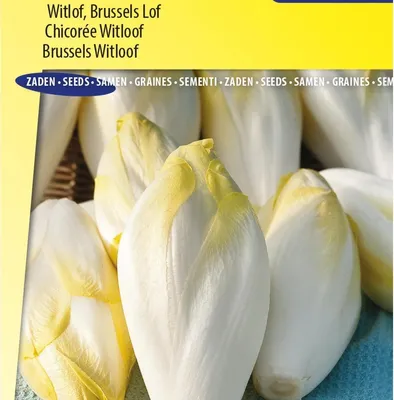 Image de Graines de chicorée Atlas F1 – Cultivez des endives croquantes et nutritives dans votre propre jardin