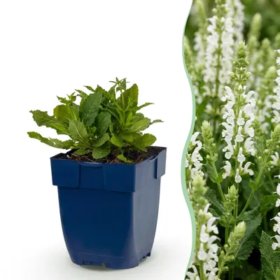 Produktbild von Salvia nem. Schneehügel – Salbei – Bienen- und Schmetterlingsmagnet – Weiß – 6 Pflanzen - 15-25cm - Ø11cm - Gartenpflanze