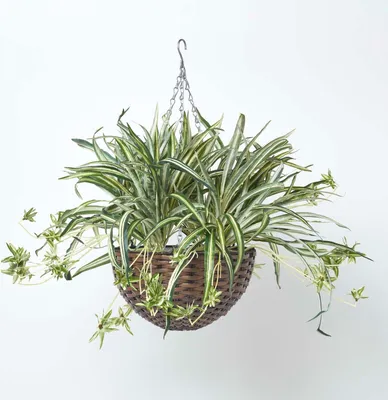 Obrázek produktu pro HOMESCAPES Umělý korálový kaktus k zavěšení, 60 cm vysoký