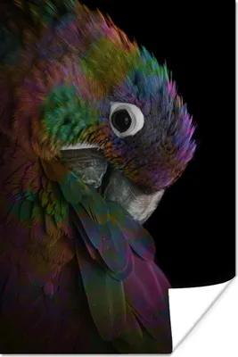 Produktbild von MuchoWow® Poster Papagei - Vogel - Regenbogen 40x60 cm - Plakate für die Wand - Poster Babyzimmer