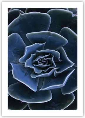 Produktbild von Poster - Poster ohne Rahmen - Blau Kaktus Blume - 50x70 cm - Wand Bild - Wanddeko - Wandbilder - Kunstposter - Wandposter - Bilder - Kunstdruck - Wanddekoration - Wandbild - P2XPA50x70-5008
