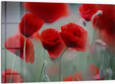 Produktbild von DEQORI Küchenrückwand Glas 60x40 cm 'Mohnblütenzauber' Spritzschutz Bad Rückwand Küche