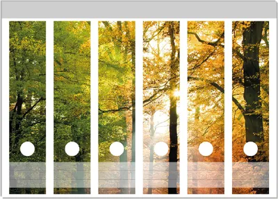 Produktbild von Wallario Ordnerrücken Sticker, selbstklebend für breite Ordner, 6 Stück, Motiv Sonnenuntergang im Herbstwald