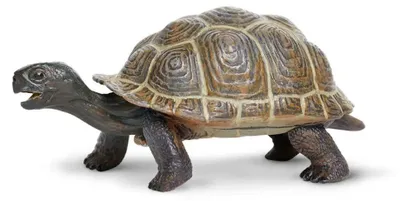 Produktbild von Safari Ltd Baby-schildkrötenfigur Braun From 3 Years Kinder Braun From 3 Years