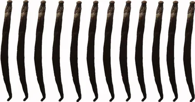 A row of vanilla beans against a white background.