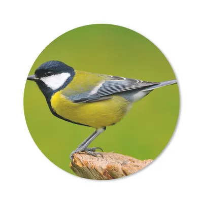 Produktbild von MuchoWow® Mauspad Mousepad Vogel - Kohlmeise - Tiere - Grün 20x20 cm - Mousepads - Maus Mat - Pad - Mausunterlage - Schreibtischmatte