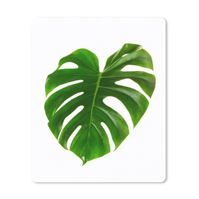 Produktbild von MuchoWow® Mauspad Mousepad Großes botanisches Blatt auf weißem Hintergrund 30x40 cm - Mousepads - Maus Mat - Pad - Mausunterlage - Mausmatten