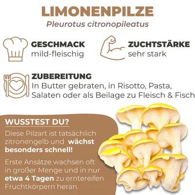 Produktbild von Hawlik Pilzbrut Limonenpilzkultur – Pilzzuchtset Goldene Austernpilze, -, +16 bis +24°C