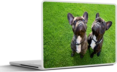 Produktbild von MuchoWow® Laptop Aufkleber Sticker Cover Französische Bulldogge - Gras - Halsband 30x21 cm - Sticker für Laptop - Selbstklebend