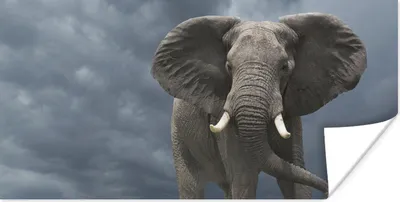 Produktbild von MuchoWow® Poster Laufender Elefant vor einem dunklen Himmel 160x80 cm - Foto Poster