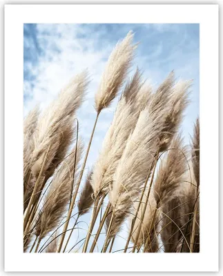 Produktbild von Poster - Poster ohne Rahmen - Stock Himmel Boho - 40x50 cm - Wand Bild - Wanddeko - Wandbilder - Kunstposter - Wandposter - Bilder - Kunstdruck - Wanddekoration - Wandbild - P2XPA40x50-4426