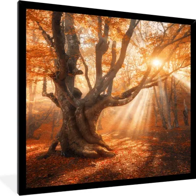 Produktbild von MuchoWow® Gerahmtes Poster Baum - Natur - Herbst 40x40 cm - Poster mit Schwarzem Bilderrahmen Wandposter Rahmen Foto Bilder - Mit Rahmen - Wanddekoration Schlafzimmer