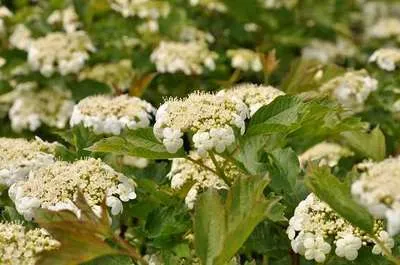 Produktbild von Viburnum op. 'Compactum' - Schneeball 40- 50 cm - Container