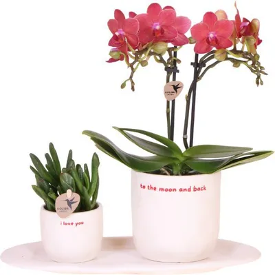 Produktbild von Kolibri Orchids | Geschenkset „Love You“ | Rote Phalaenopsis‑Orchidee Congo mit Grünpflanze in Love‑Übertopfen auf einer Cloud‑Platte