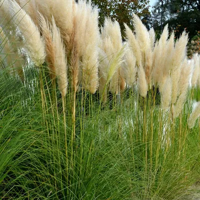 Produktbild von 3x Cortaderia sell. White Plume P9H20