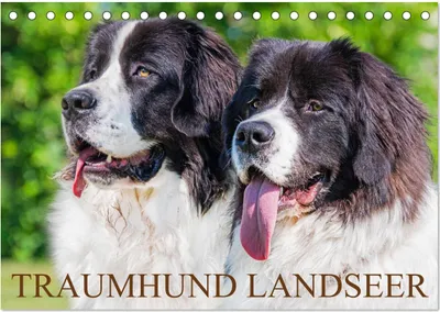 Produktbild von Traumhund Landseer (Tischkalender 2025 DIN A5 quer), CALVENDO Monatskalender