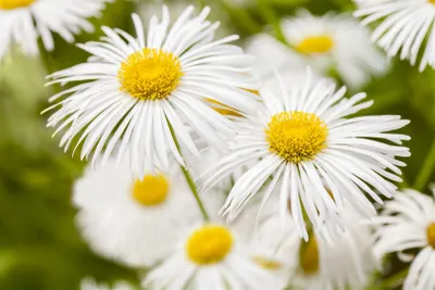 Produktbild von Erigeron x cult. 'Sommerneuschnee', Feinstrahl, weiß, ca. 9x9 cm Topf