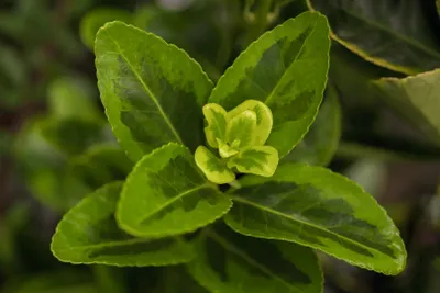 Produktbild von Euonymus japonicus 'Aureomarginatus', Spindelstrauch, gelb-grün, 30–40 cm