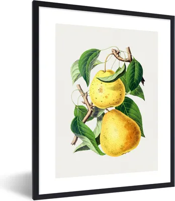 Produktbild von MuchoWow® Gerahmtes Poster Birne - Obst - Vintage 60x80 cm - Poster mit Schwarzem Bilderrahmen Wandposter Rahmen Foto Bilder - Premium - Wanddeko Wohnzimmer