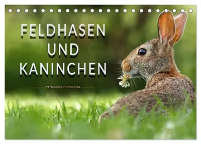 Produktbild von Feldhasen und Kaninchen (Tischkalender 2027 DIN A5 quer), CALVENDO Monatskalender