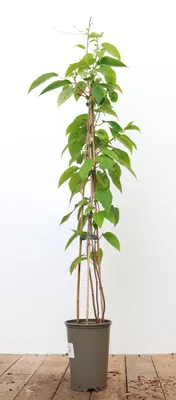 Produktbild von Actinidia chinensis 'Jenny', Kiwi, selbstfruchtend, 60–100 cm