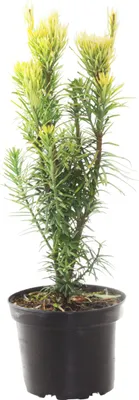 Produktbild von Säulenkopfeibe ´KOREAN GOLD´ 30-40 cm, Cont. 2,5 l