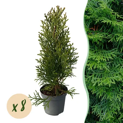 Image de Green boutiQ - Plantes de haie - Thuja occidentalis Smaragd - feuillage vert - 8 plants - 1 mètre linéaire - à feuillage persistant - pot de 9 cm, hauteur 30 cm