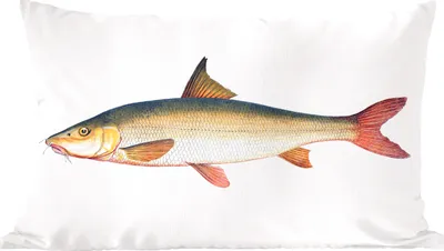 Produktbild von MuchoWow® Zierkissen Sofakissen Wohnzimmer Dekokissen 50x30 cm Fisch - Realismus - Hai - Wohnzimmerdekoration - Polster mit Photo