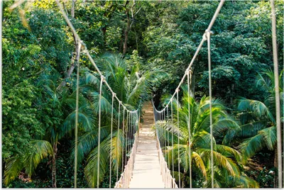 Produktbild von MuchoWow® Poster Dschungel - Palme - Brücke - Natur - Pflanzen 180x120 cm - Fotoplakat