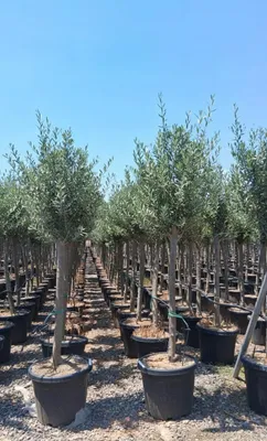 Produktbild von Sunny Tree - Hochstämmiger Olivenbaum 170 Zentimeter hoch - 15 jahre alt - Olea europea - Winterhart bis -18 - Fruchtbildend - Obstbaum