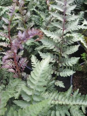 Produktbild von Regenbogenfarn Burgundy Lace -  Athyrium niponicum