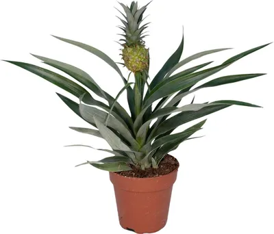Immagine prodotto di Pianta di ananas Bromelia - vaso da 12 cm, altezza 30 cm - Pianta d'appartamento esotica per la vostra casa