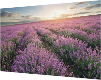 Produktbild von Wandtapete - Dekorative Tapete für Wohnzimmer- Tapetenfolie für Wanddekoration - 104x70 cm - Lavendelfelder
