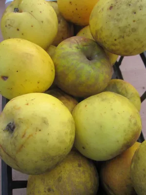 Produktbild von Malus Bockenhusen - Winterapfel Bockenhusen
